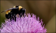 11th Jun 2012 - Purple Pollen