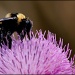 Purple Pollen by cjwhite