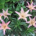 Lilies in Mom and Dad's garden by kchuk