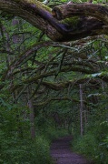 11th Jun 2012 - Osage Orange Tunnel