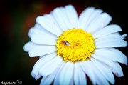 10th Jun 2012 - Just a Bug