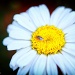 Just a Bug by exposure4u
