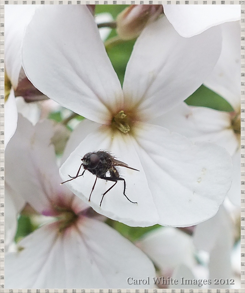 Wildflower And Fly by carolmw