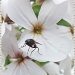 Wildflower And Fly by carolmw