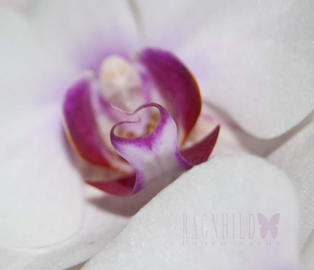 Orchid by ragnhildmorland