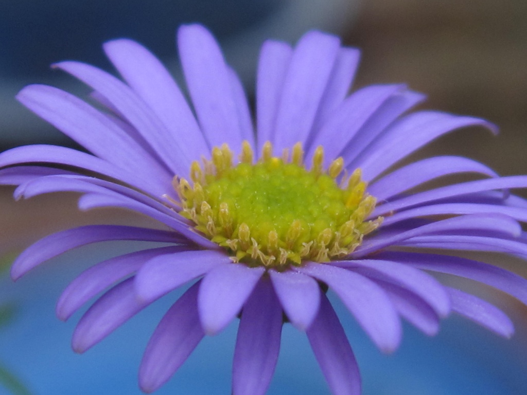 purple flower by mariadarby