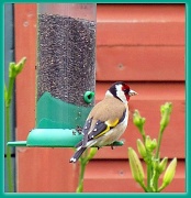 12th Jun 2012 - Goldfinch take 2