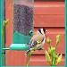 Goldfinch take 2 by busylady