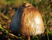 12th Jun 2012 - Mushroom