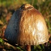 Mushroom by salza