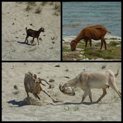5th Jun 2012 - The Goats of Cala Mesquida