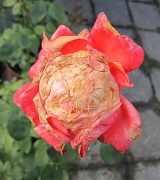 11th Jun 2012 - Okrugla ruža
