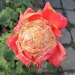 Okrugla ruža by vesna0210
