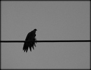 12th Jun 2012 - Bird on a Wire on a Grey, Rainy AM