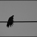 Bird on a Wire on a Grey, Rainy AM by peggysirk