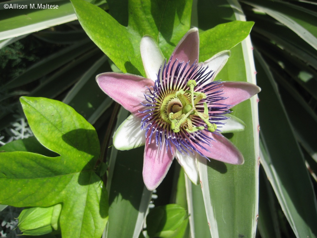Passion Flower by falcon11