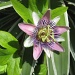 Passion Flower by falcon11