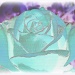 A dizzy rose by judithdeacon