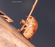 11th Jun 2012 - Empty Cicada Shell