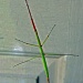 Stick Creature on Glass by grannysue