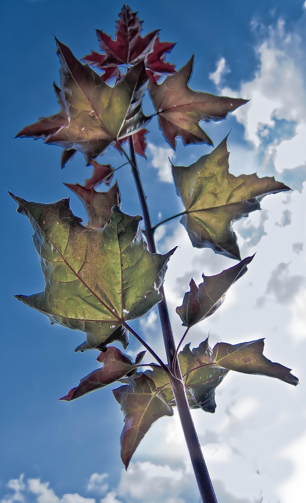 Maple leaves by vikdaddy