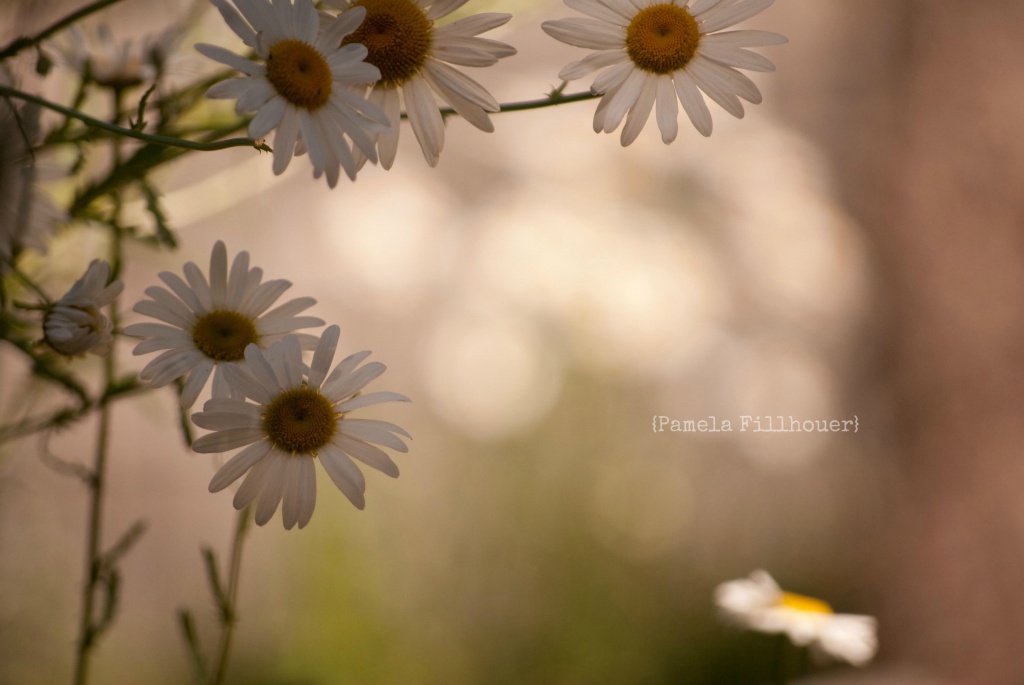 flower * child.... by earthbeone