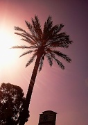 6th Jun 2012 - (Day 114) - Glaring the Palm