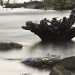 Swampy stump by kiwichick