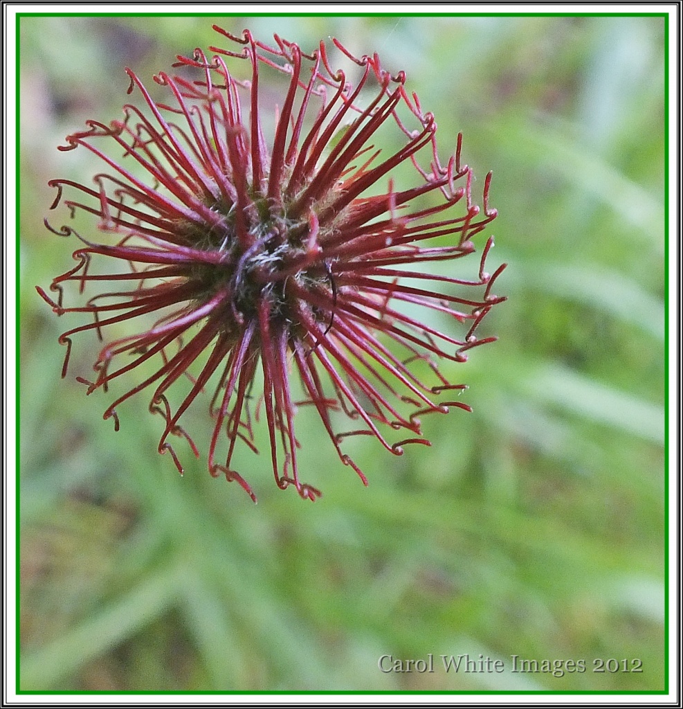 Seed Head of Meadow Buttercup by carolmw