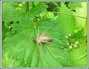 13th Jun 2012 - Spider