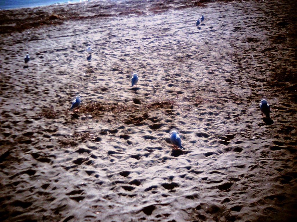 Seagulls on the beach by spanner