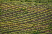12th Jun 2012 - Maize Stripes