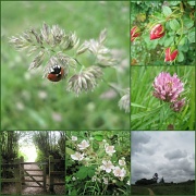 13th Jun 2012 - on our walk this morning 