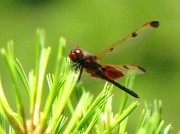 13th Jun 2012 - Red Hot Dragonfly