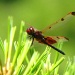 Red Hot Dragonfly by photogypsy