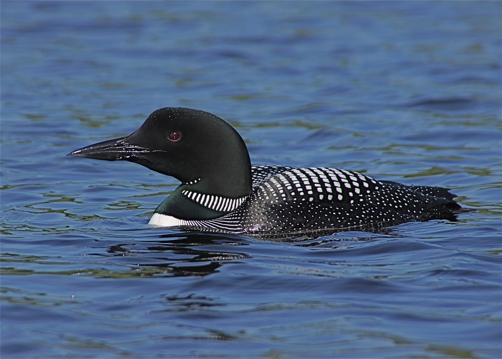 Loon by rob257