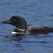 Loon by rob257