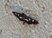 12th Jun 2012 - Spotted Moth