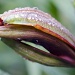 Bursting Lily by jgpittenger