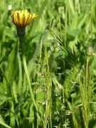 13th Jun 2012 - Dandelion and grasses