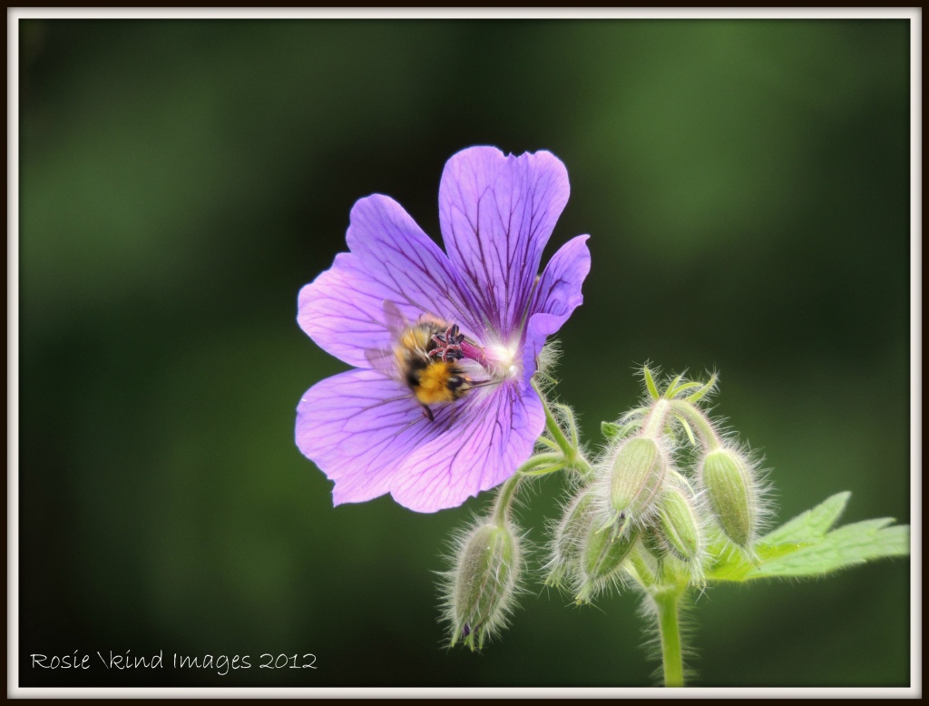 Flower with bee by rosiekind