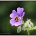 Flower with bee by rosiekind