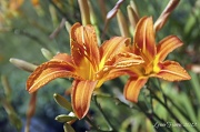 12th Jun 2012 - Day Lily