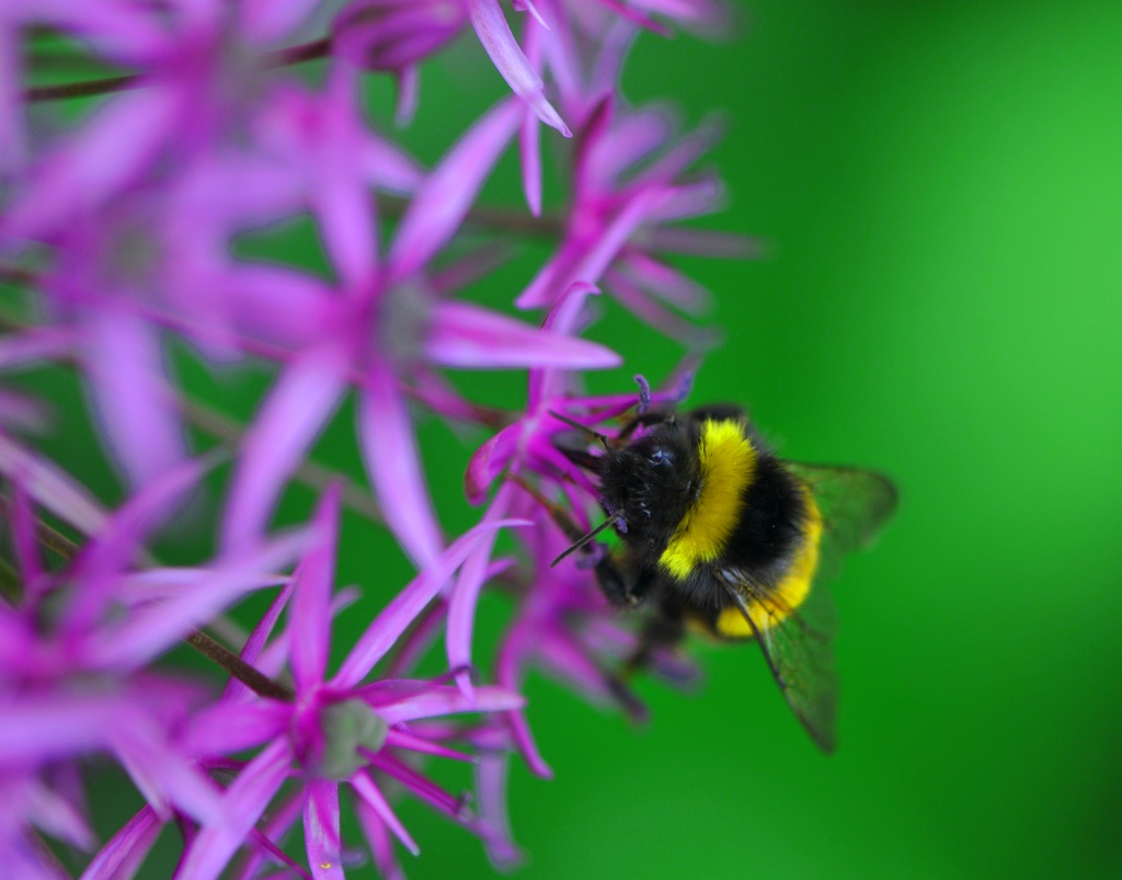 Allium with Bee and green background by seanoneill