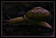 13th Jun 2012 - Gastropoda