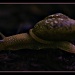 Gastropoda by skipt07