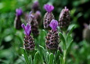 13th Jun 2012 - Lavely Lavender