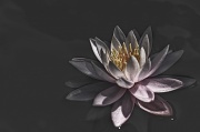 13th Jun 2012 - Water Lily