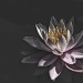 Water Lily by lstasel