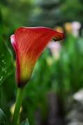 12th Jun 2012 - Calla Lily